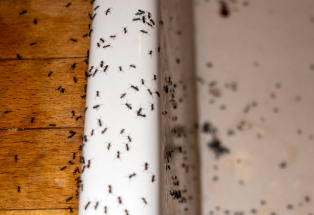 Best Insect Control  in Connersville, IN