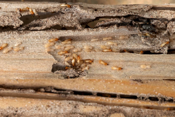 Best Pest Control Treatment  in Connersville, IN